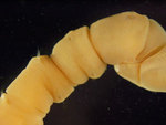 Praxillella gracilis